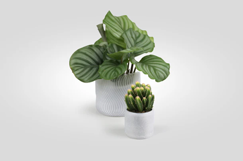 Two potted plants, one with broad leaves and one with a cactus, on a white background