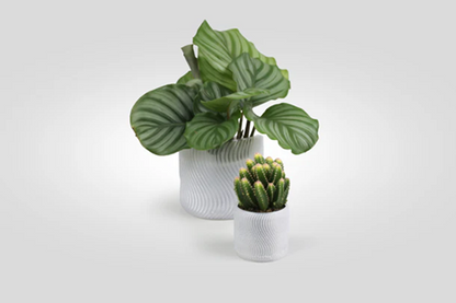 Two potted plants, one with broad leaves and one with a cactus, on a white background